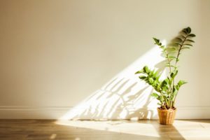 a plant in a living room with natural sunlight